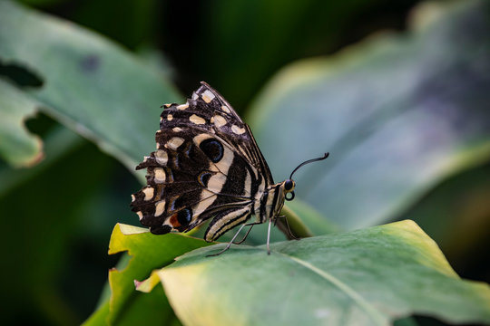 Butterfly tailed emporer (Polyura sempronius) on green leaves