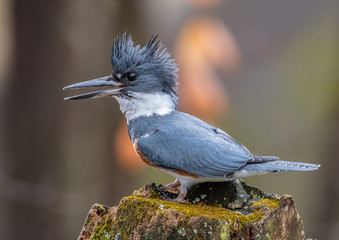 Kingfisher on a tree