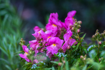 Antirrhinum majus ornamental flowerin plat, common snapdragon in bloom with buds, purple pink colors, green leaves