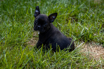 dog on grass