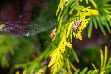 Garden spider on a decorative coniferous shrub in the village of Krum, Southern Bulgaria