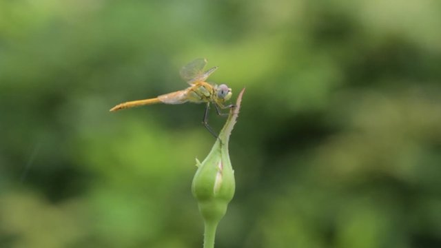 La libellula si &egrave; fermata sopra il bocciolo chiuso della rosa,mentre il vento la f&agrave; ondeggiare