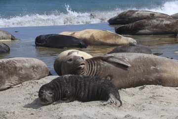 female elephant seals and pups lying on the beach with the sea in the background