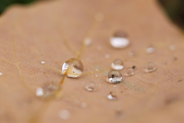 drops on a leaf