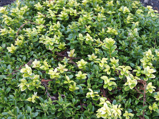 Fototapeta premium Young shoots of boxwood, Buxus, in early spring