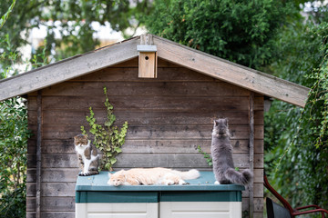 three cats outdoors in the back yard in front of a summer house looking at birdhouse on a hot summer day observing the area