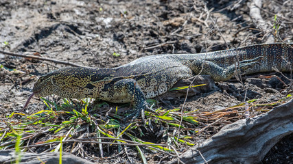 Monitor lizard