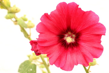 Hollyhock flowers on in the sun