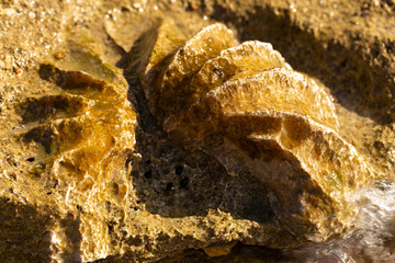 Ammonite on the shores of the Red Sea. Fossils of mollusks of class Cephalopoda.	