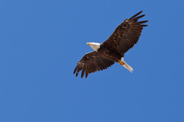 Adult bald eagle soaring Haliaeetus leucocephalus