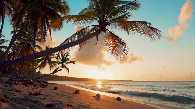 Orange sunset at the coconut palms beach. Palm trees on seashore landscape. The waves beat on the sand on a sandy beach. Sunset over the sea amazing landscape.