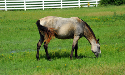Arkansas Horse Grazing Grass