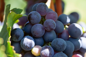 Blue Wine grapes on vine. Dark skinned grapevine, close up, banner