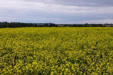 Bright yellow rapeseed field on a cloudy summer day