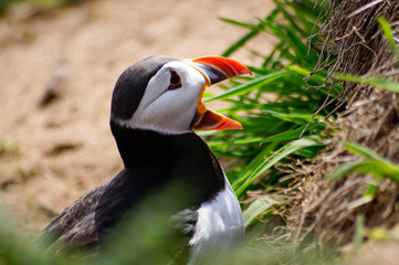 puffin