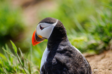 puffin