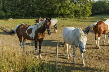 Naklejka na ściany i meble Group of colorful horses on rest in field. Animals concept. Beautiful animals backgrounds.
