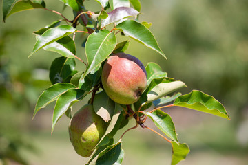 Organic Pears. Juicy flavorful pears of nature background. Pear on a branch. A pear on a tree .