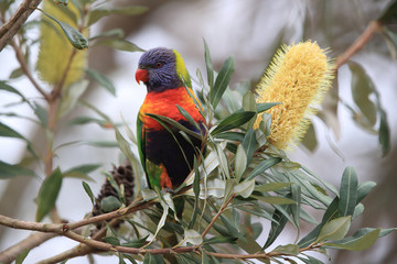 Rainbow Lorikeet, Queensland, Australia