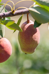 Organic Pears. Juicy flavorful pears of nature background. Pear on a branch. A pear on a tree .