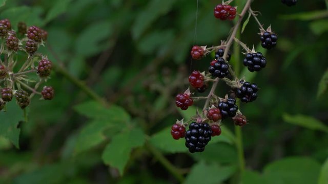 Picking wild ripe blackberries for juice - (4K)
