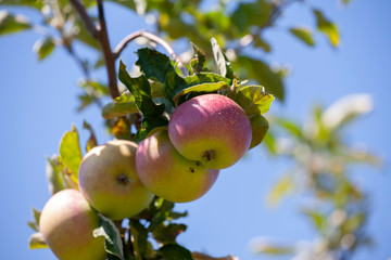 Many apples on the trees mature, close-up