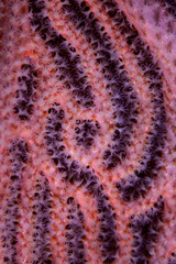 Detail of a healthy gorgonian growing on a coral reef in Raja Ampat, Indonesia. This remote region is known as the heart of the Coral Triangle due to its incredible marine biodiversity.