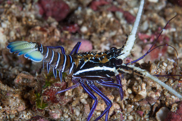 A juvenile Painted spiny lobster, Panulirus versicolor, crawls out of a reef crevice in Raja Ampat, Indonesia. This remote region is known as the heart of the Coral Triangle due to its biodiversity.