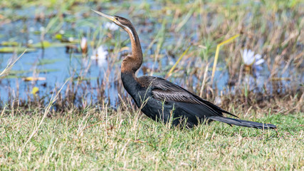 African darter Anhinga