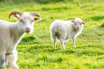 Adorable young baby lamb on green grass with unfocused mother lamb on the foreground