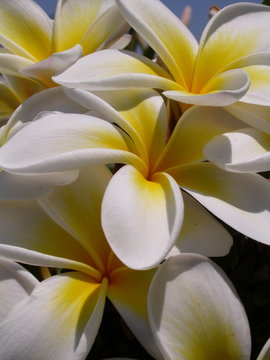 frangipani