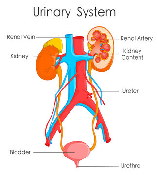 Urinary system. Detailed human kidney anatomy. Annotated  urine urinary excretory system. Biology educational drawing poster. White background, Vector illustration, with explanations.