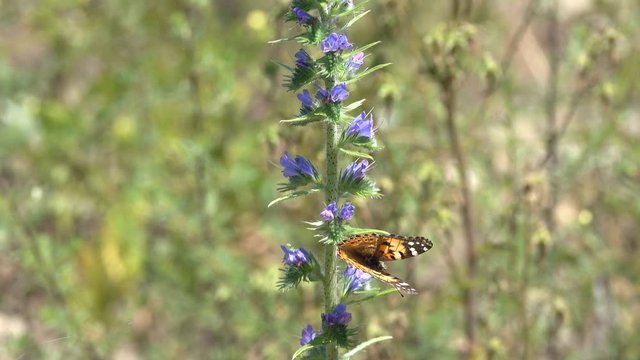 painted lady drinking nectar mountain flower