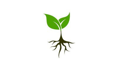 Plant icon vector
