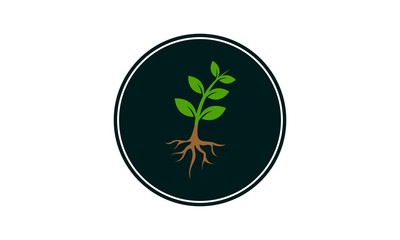 Plant vector logo