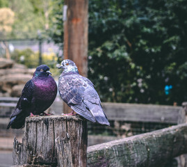 Pair of pigeons