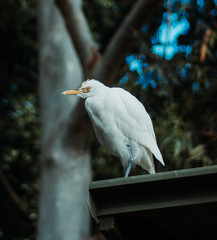 White bird on roof
