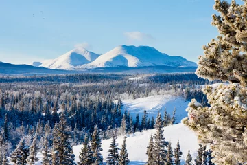 Foto op Aluminium Taiga winter snow landscape Yukon Territory Canada © PiLensPhoto