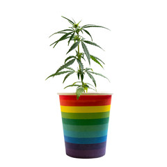 Home grown hemp. Young sprout of marijuana in a rainbow-colored cup. LGBT concept and cannabis. Freedom, equality and love, pleasure and drugs. Isolated on white.