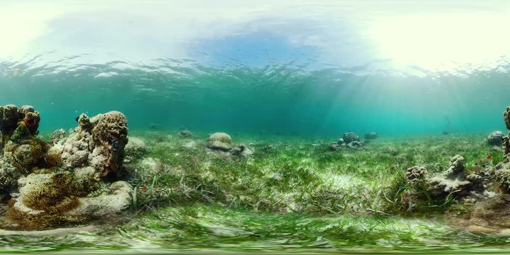 Underwater Scene Coral Reef 360VR. Tropical underwater sea fishes. Camiguin, Philippines.