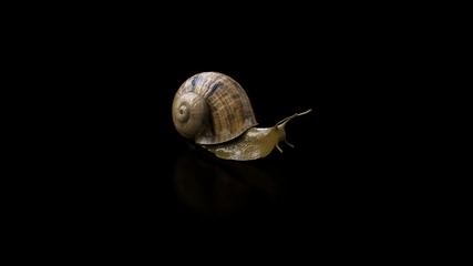 Snail
