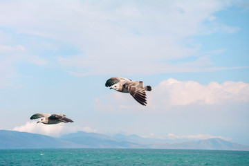 albatrosse fliegen über dem See
