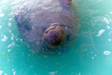 Friendly Manatee