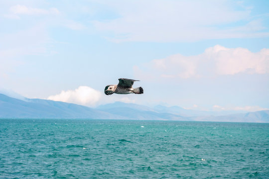 albatrosse fliegen &uuml;ber dem See