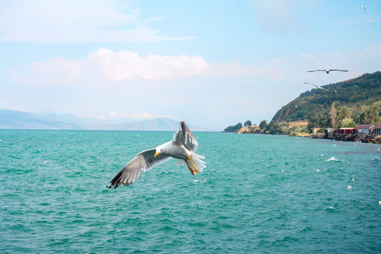 albatrosse fliegen &uuml;ber dem See