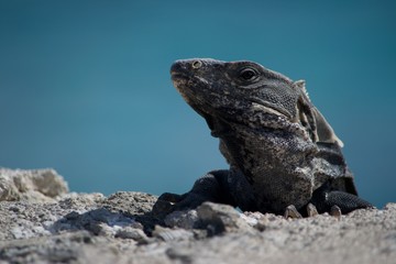 iguana on rock III