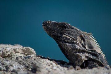 iguana on rock
