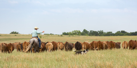 Moving cattle with working dogs - obrazy, fototapety, plakaty