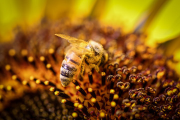 bee on flower