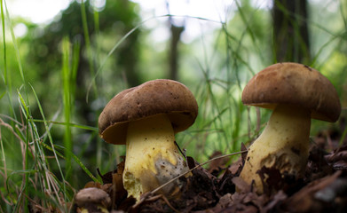 Boletus